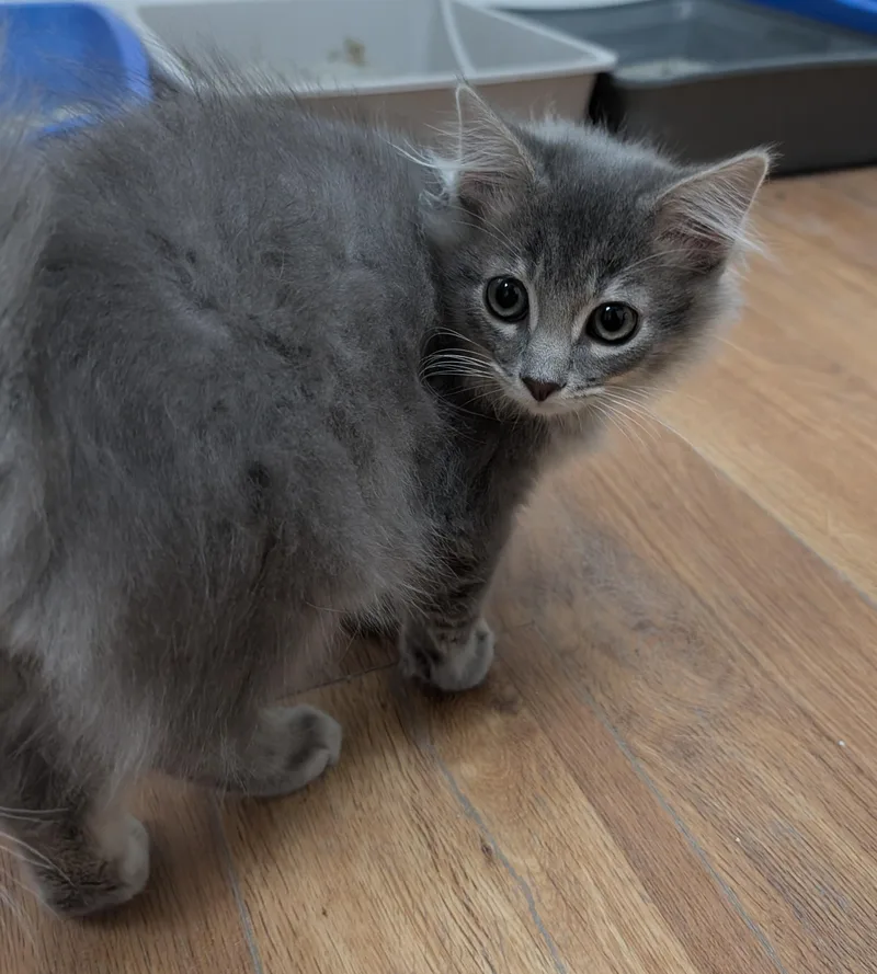 A young medium-sized male Gray / Blue / Silver Domestic Long Hair cat named Cheerio for adoption in Decatur, IL