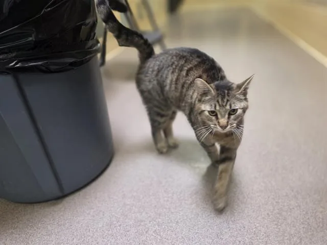 An adult small-sized female Domestic Short Hair cat named Penelope for adoption in Denver, CO