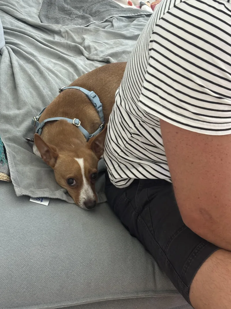An adult small-sized male Chihuahua dog named Nigel for adoption in Los Angeles, CA