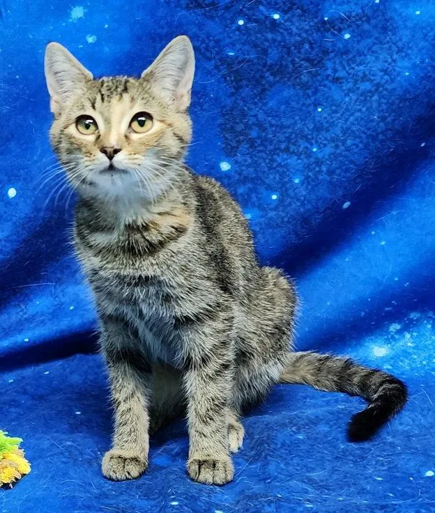 Tiger Lilly thumbnail 2