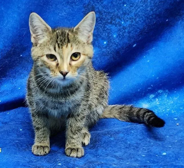 Tiger Lilly thumbnail 3