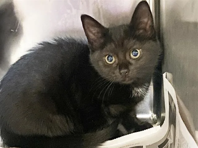 A baby small-sized female Domestic Short Hair cat named Petal for adoption in Charlotte, NC