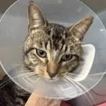 An adult medium-sized male Tabby (Brown / Chocolate) Domestic Short Hair cat named Thomas for adoption in Lansing, MI