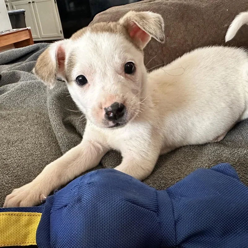 A baby medium-sized male White / Cream Mixed Breed dog named Flynn Rider for adoption in Durham, NC