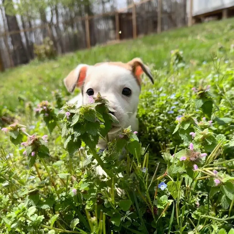 Flynn Rider thumbnail 2