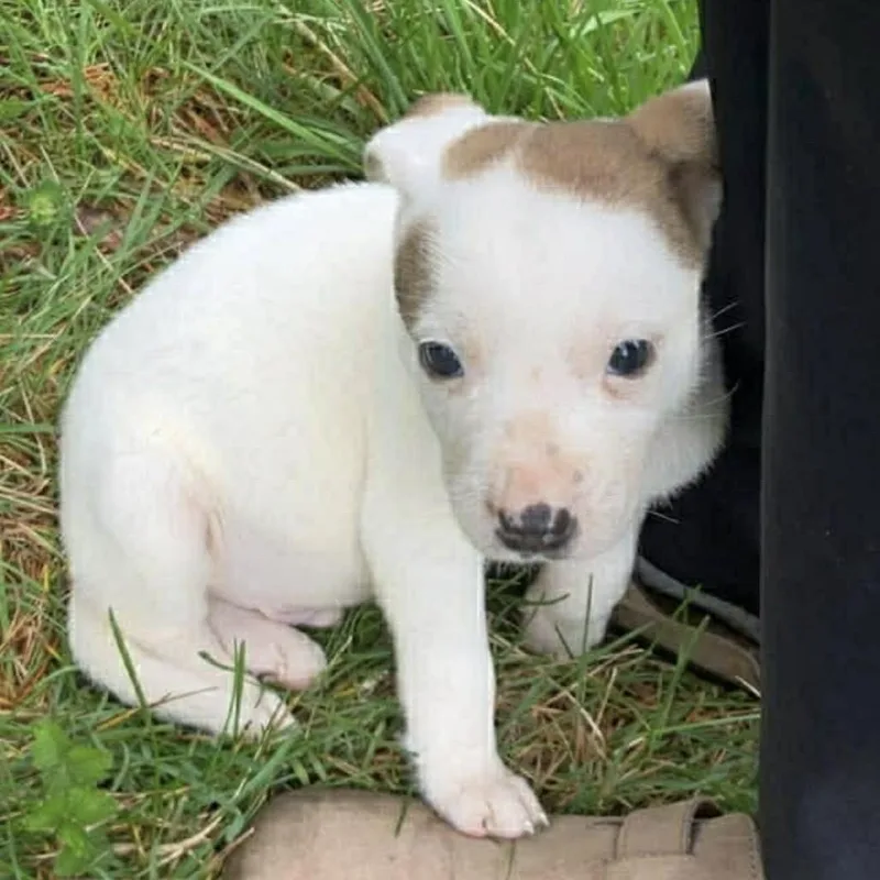 Flynn Rider thumbnail 4