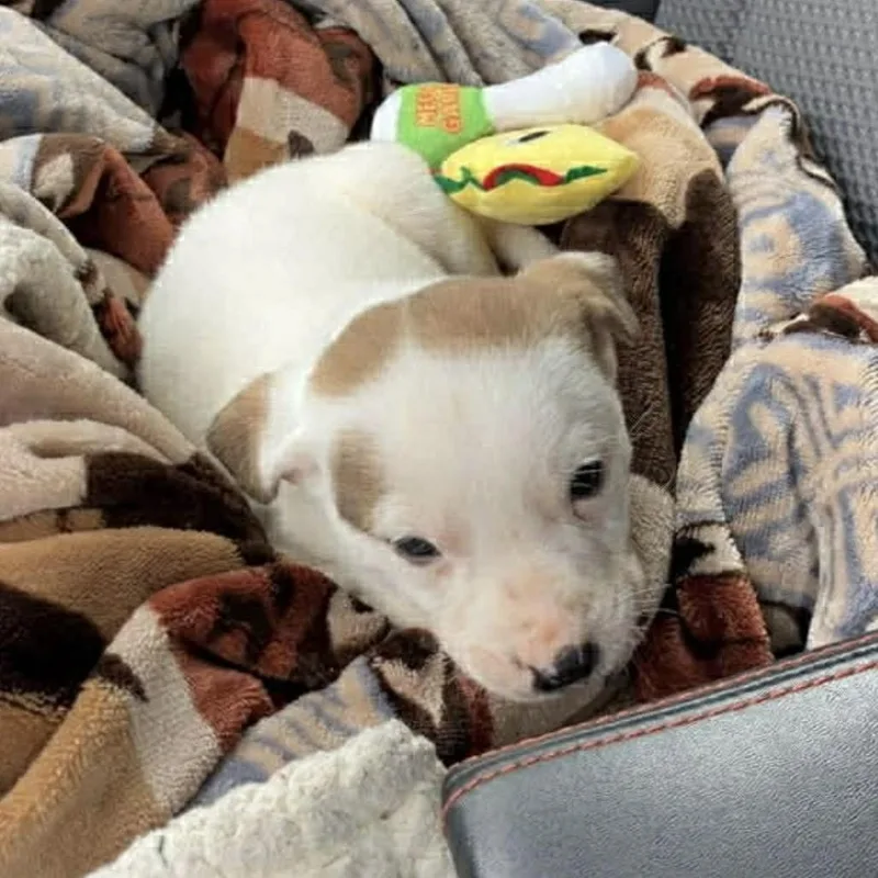 Flynn Rider thumbnail 5