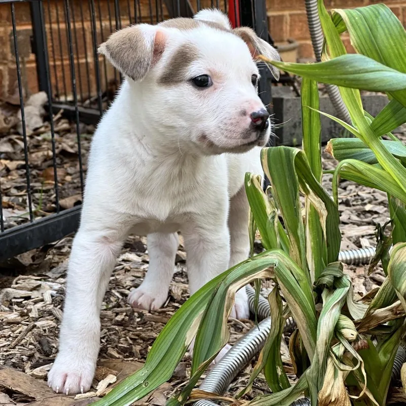 Flynn Rider thumbnail 6