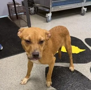 A young medium-sized male Mixed Breed dog named Herk for adoption in Madison, NJ
