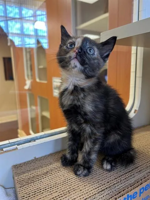 A baby small-sized female Domestic Short Hair cat named Tay for adoption in Blythe, CA