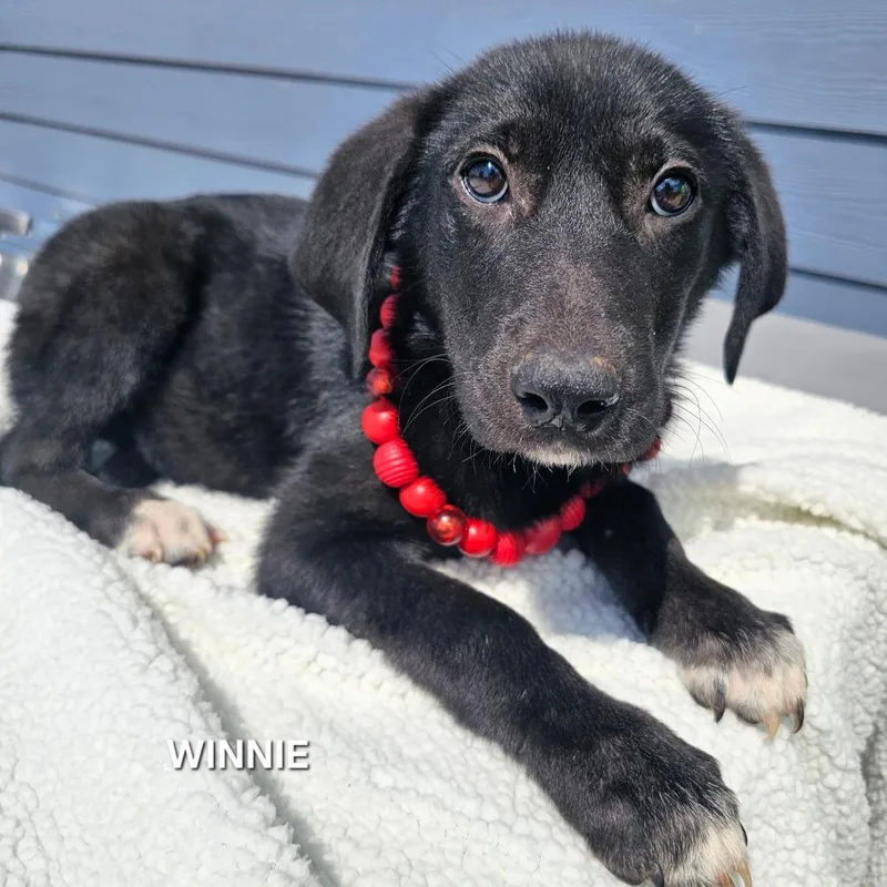 A baby small-sized female Black Great Pyrenees dog named Winnie for adoption in Madisonville, TN