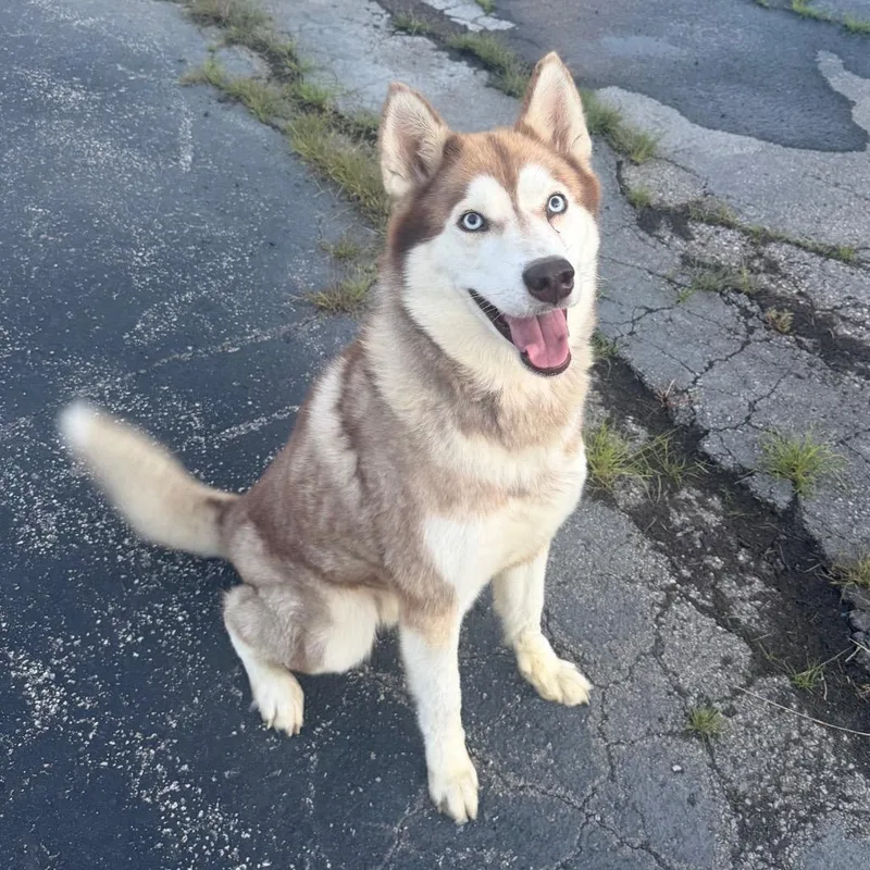 An adult large-sized male Husky dog named Loki for adoption in Jeffersonville, IN