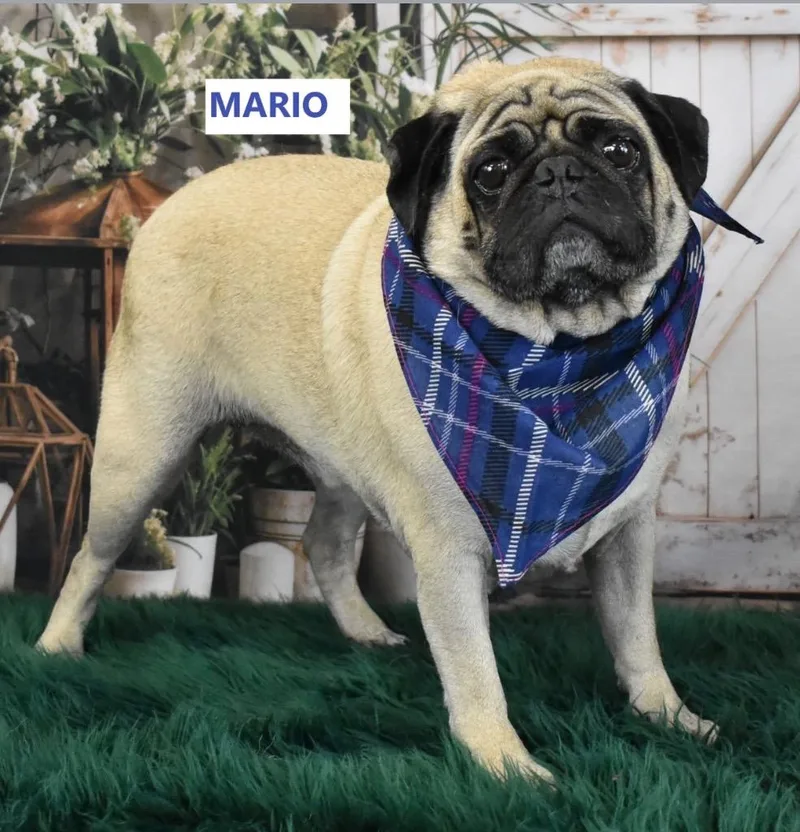 An adult medium-sized male Pug dog named Mr. Mario for adoption in Gilbert, AZ