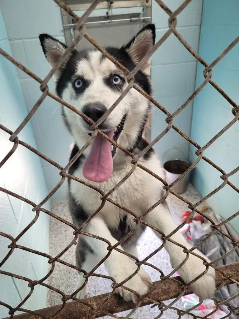 A young medium-sized female Husky dog named Misha for adoption in Hartford City, IN