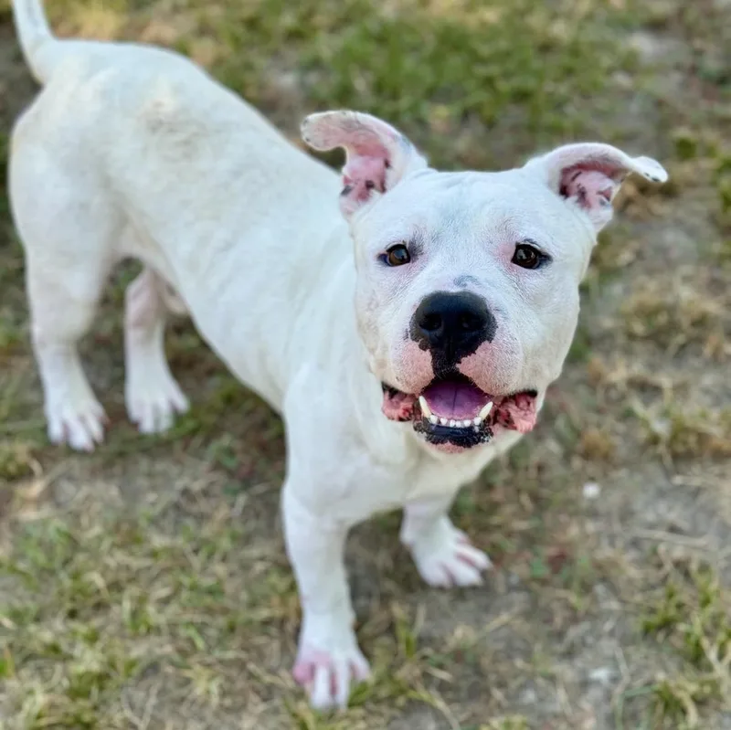 An adult large-sized male Staffordshire Bull Terrier dog named Dakota for adoption in Conroe, TX