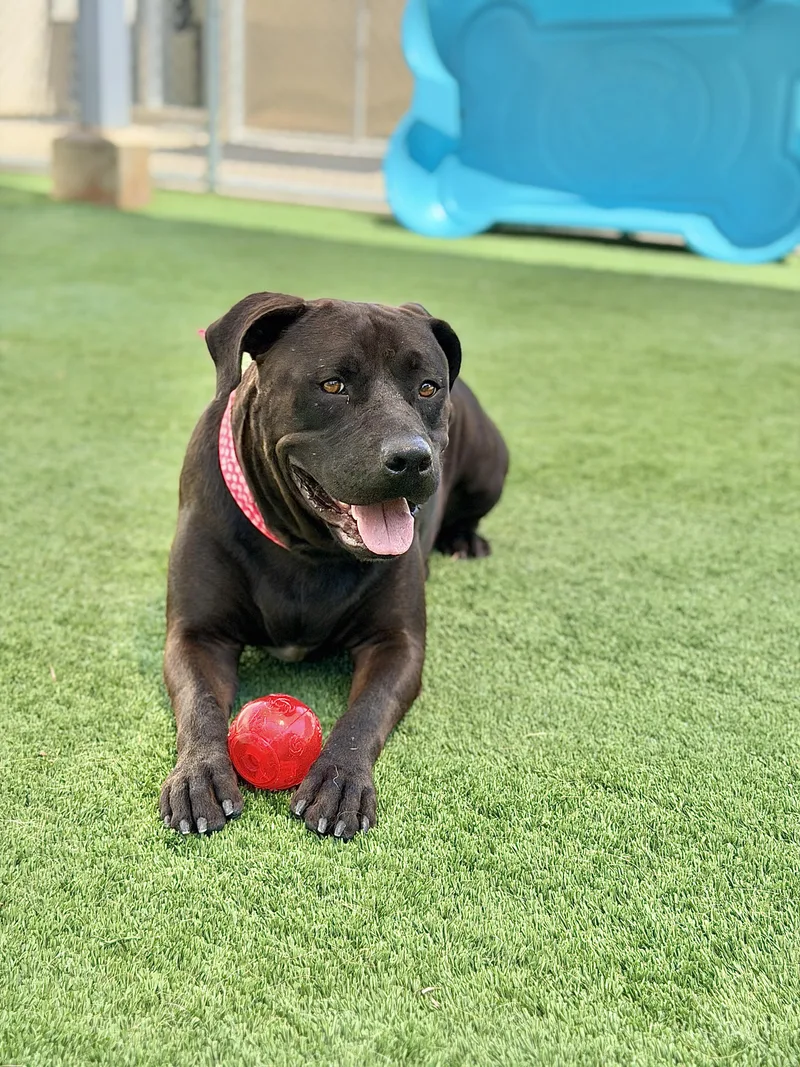 Roxy Urgent
