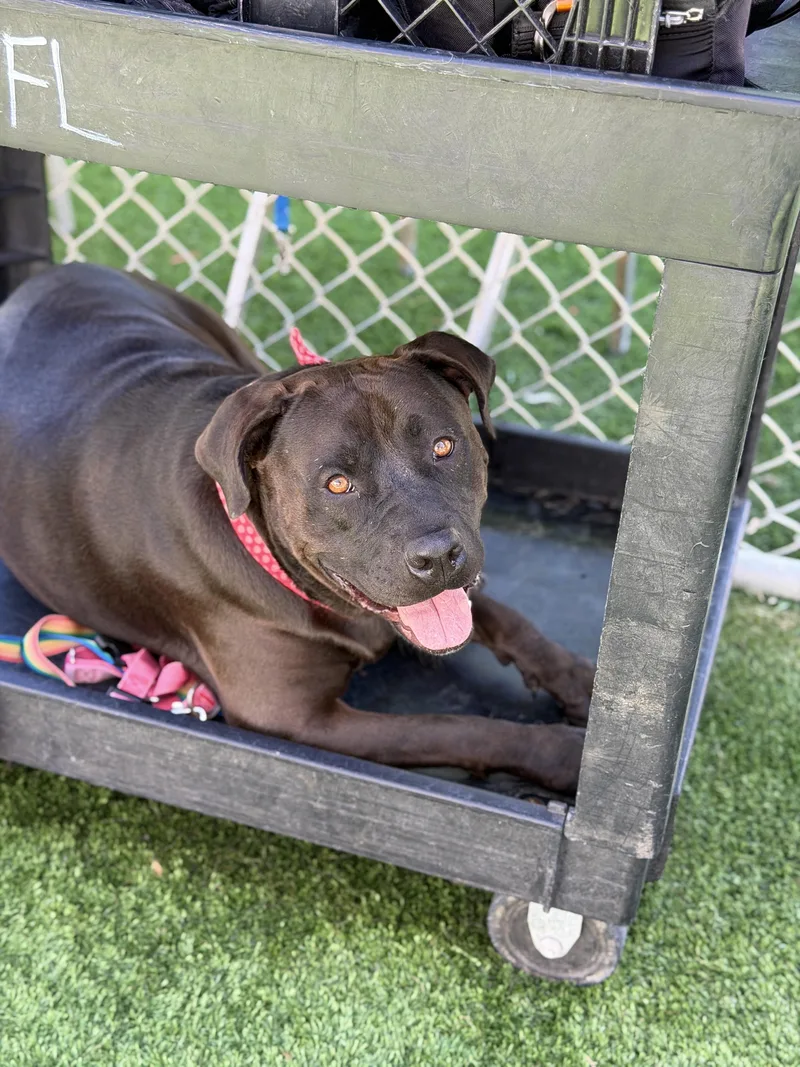 Roxy  Urgent thumbnail 4