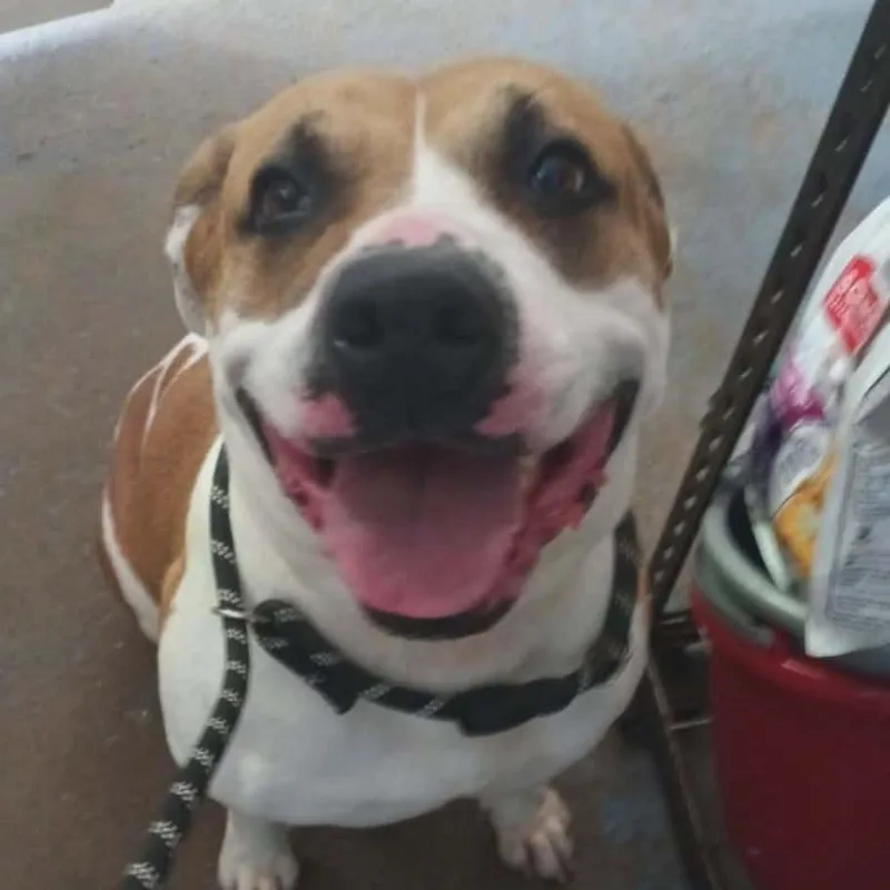 An adult large-sized female Pit Bull Terrier dog named Pebbles for adoption in Greenville, PA
