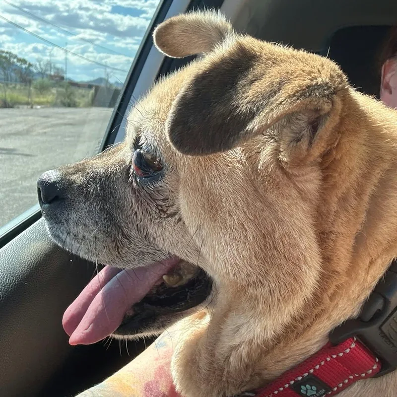 A senior small-sized female Golden Pug dog named Riley for adoption in Marana, AZ