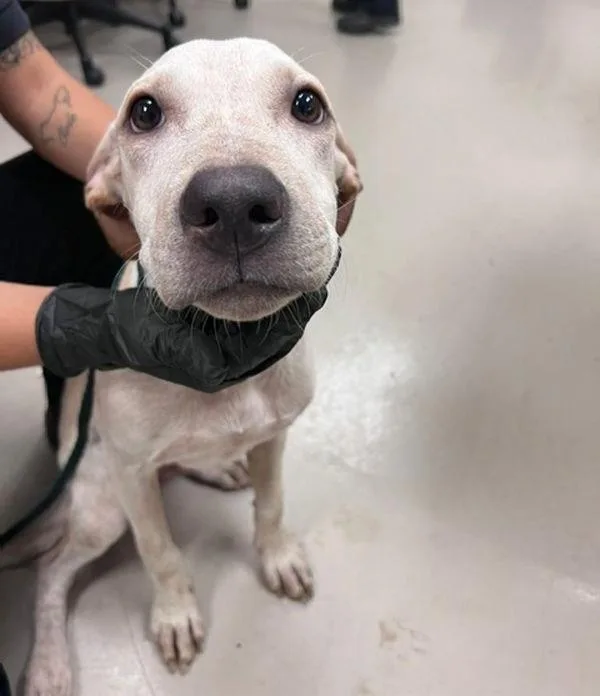 A young medium-sized male Pit Bull Terrier dog named Chuckles Morris for adoption in Austin, TX