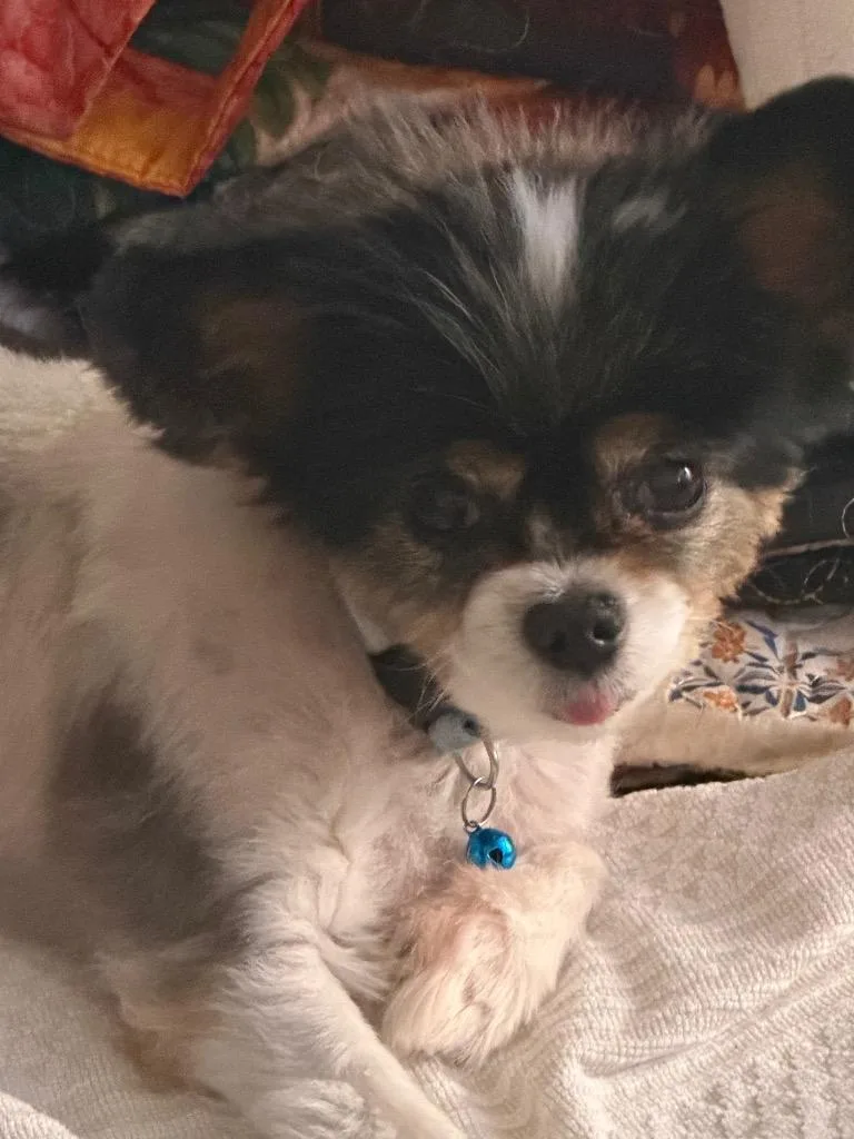 A senior small-sized female Papillon dog named Dianna $ for adoption in Milwaukee, WI