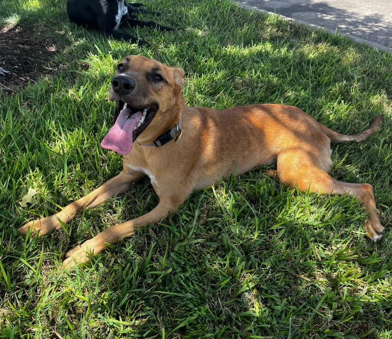 Calliope Misscongeniality thumbnail 2