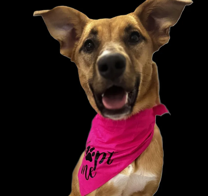 Calliope Misscongeniality thumbnail 3