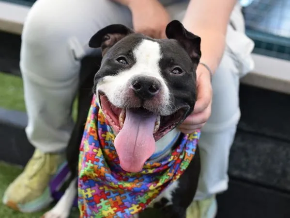 An adult medium-sized male Mixed Breed dog named Hunter for adoption in Ridgewood, NY