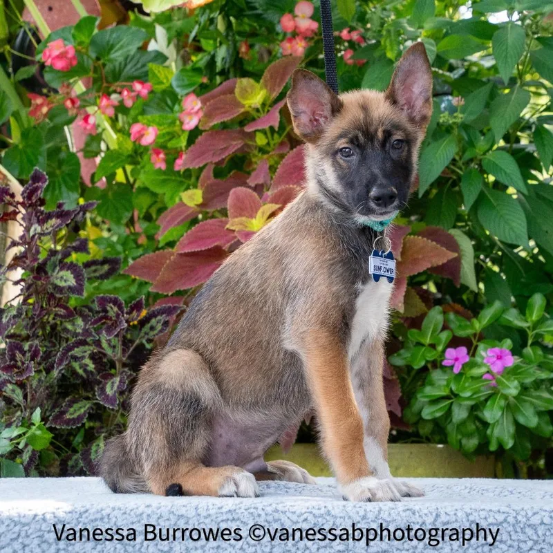 A baby small-sized male Yellow / Tan / Blond / Fawn Shepherd dog named Sunflower for adoption in Wake Forest, NC