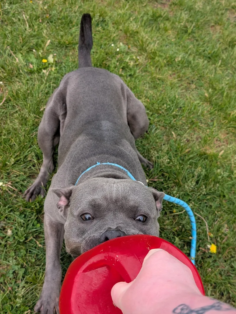 Coal