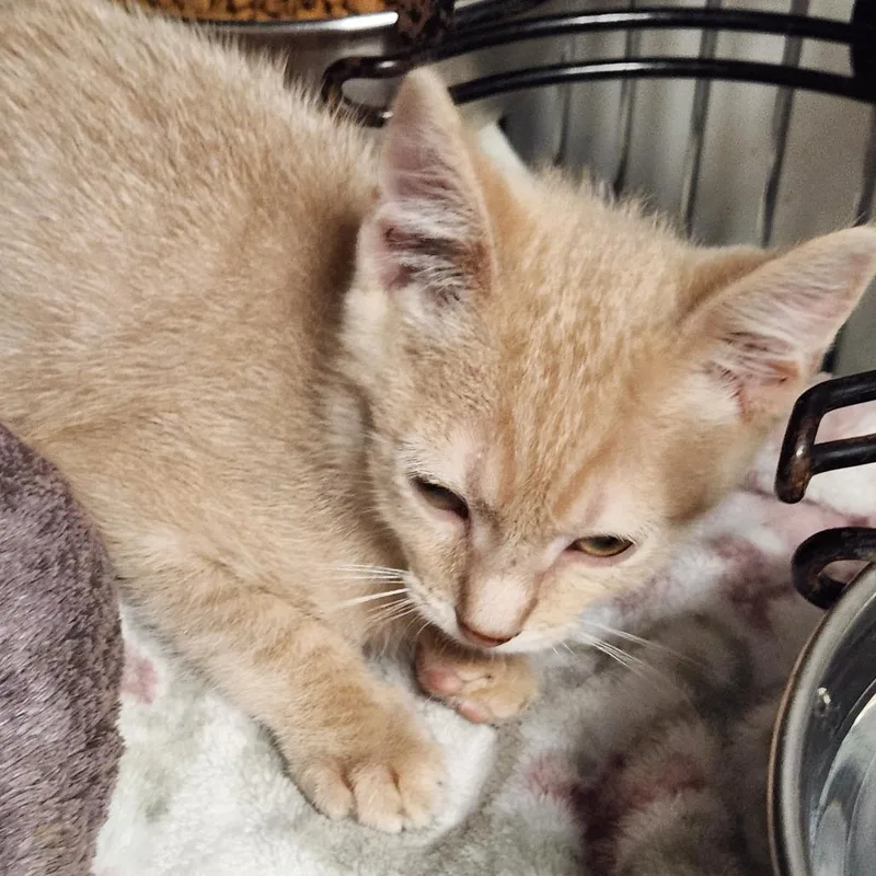 A baby small-sized male Buff / Tan / Fawn Domestic Short Hair cat named Archie K for adoption in Corsicana, TX