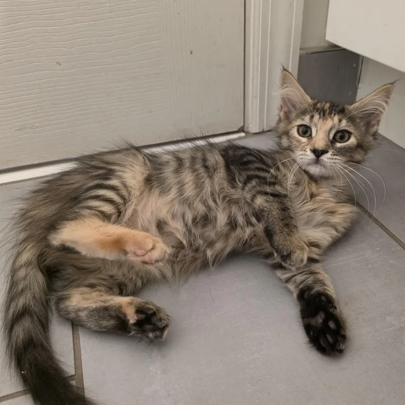 A baby medium-sized female Torbie Domestic Long Hair cat named Shazi for adoption in Moriches, NY