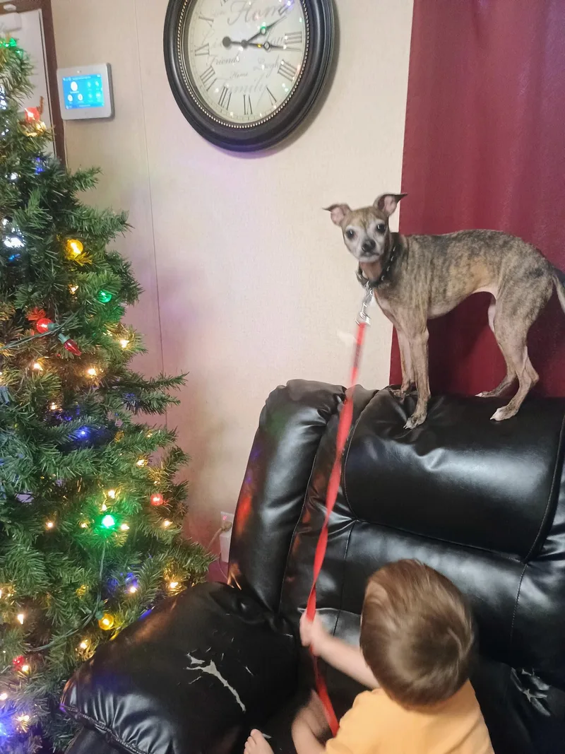 Hassie  Local Dog thumbnail 3