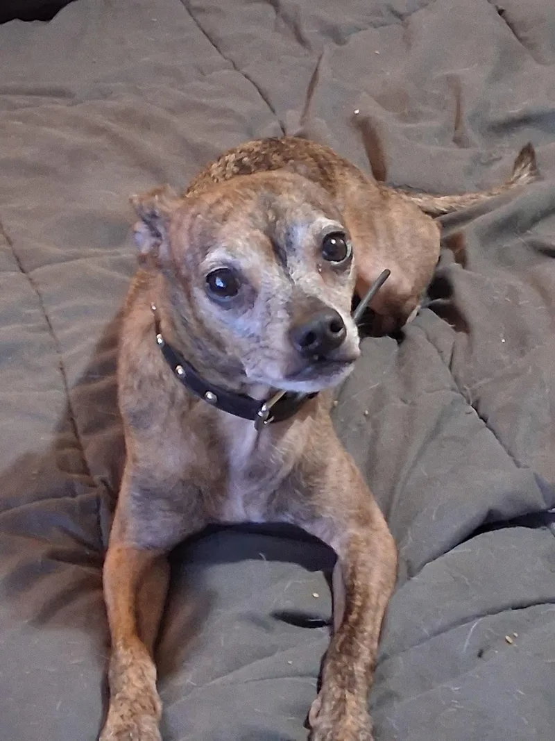 Hassie  Local Dog thumbnail 4