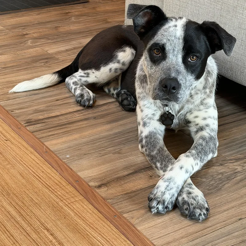 A young medium-sized male Gray / Blue / Silver Australian Cattle Dog / Blue Heeler dog named Judd for adoption in Garden City, NY