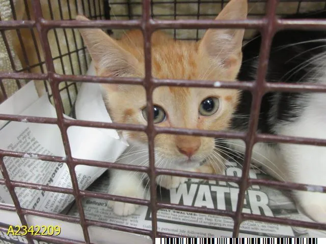 A baby small-sized male Domestic Short Hair cat named Noodle for adoption in West Palm Beach, FL