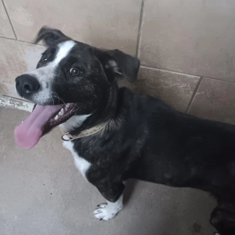 A young medium-sized female Brindle Mixed Breed dog named Luka Bean for adoption in Eureka Springs, AR