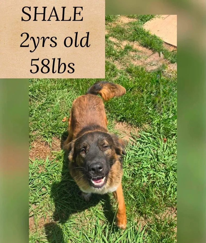 An adult large-sized male Shepherd dog named Shale for adoption in Holbrook, NY