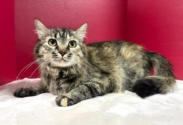 A young medium-sized female Tabby (Gray / Blue / Silver) Domestic Medium Hair cat named Spaghetti for adoption in Hawk Point, MO