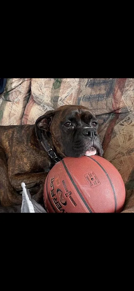 An adult large-sized male Brindle Boxer dog named Cd : Leo for adoption in Aurora, IN