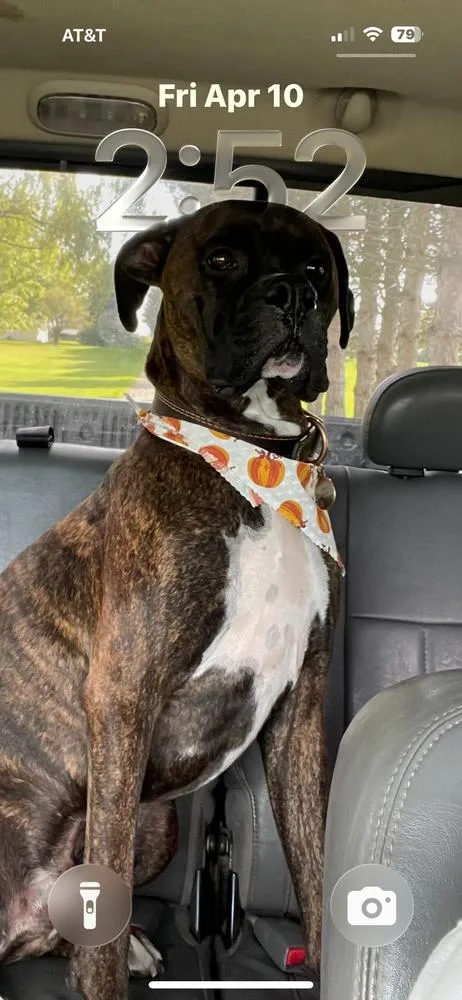 Cd : Leo thumbnail 2