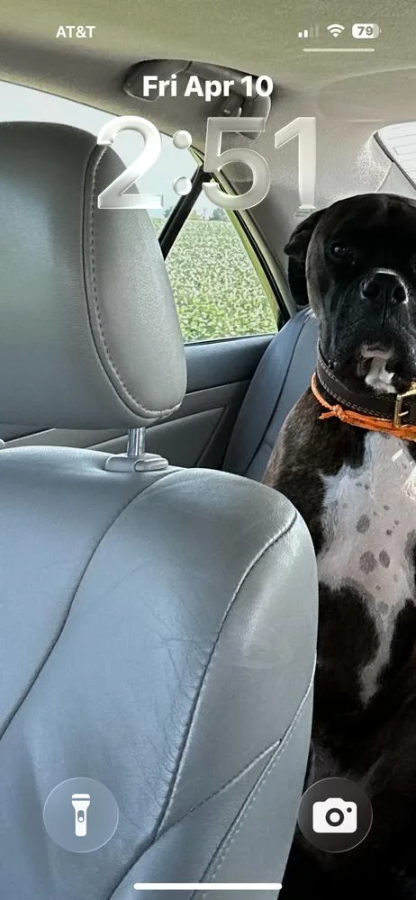 Cd : Leo thumbnail 3