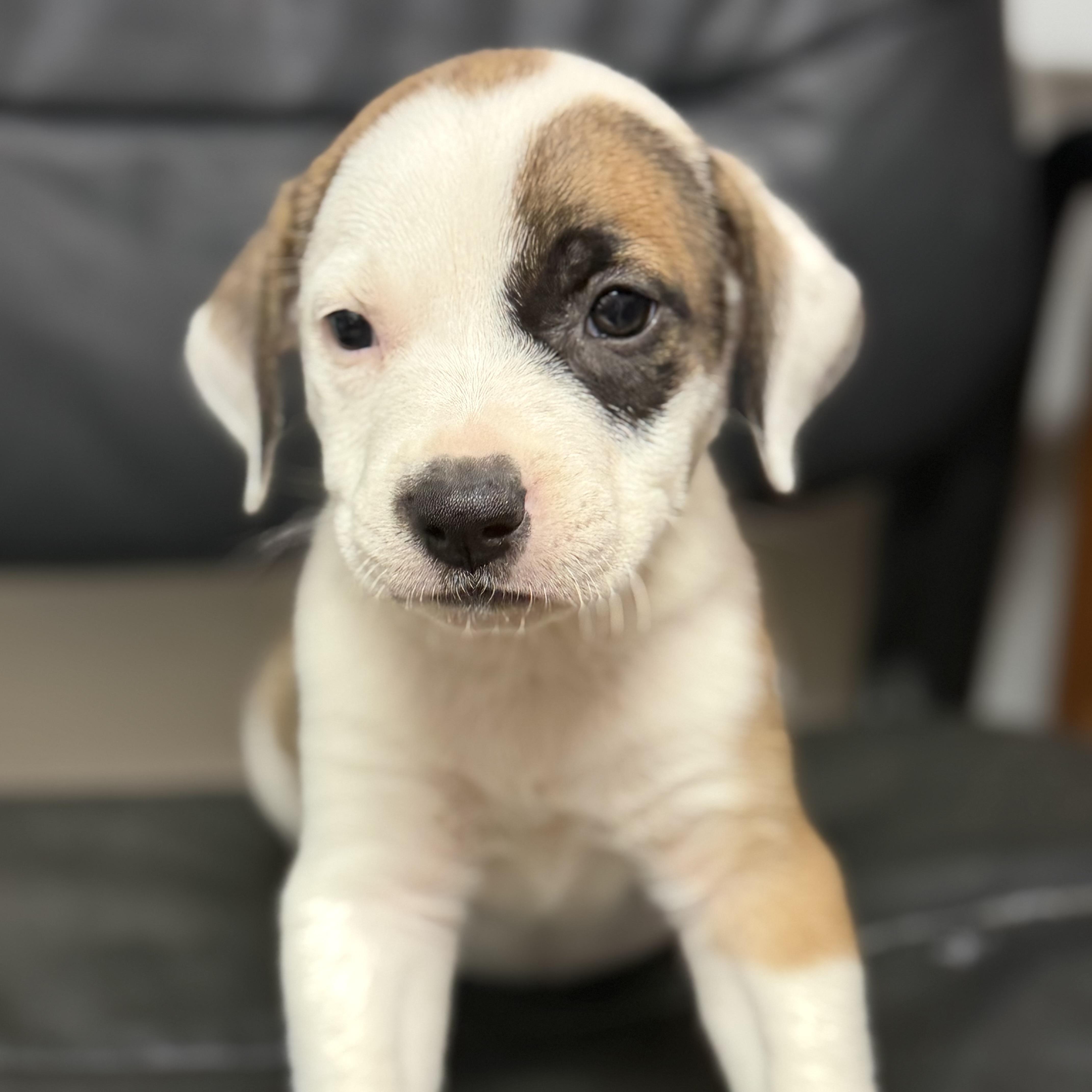 A baby medium-sized female Tricolor (Brown, Black, & White) Pit Bull Terrier dog named Fried Pickle for adoption in Columbia, SC