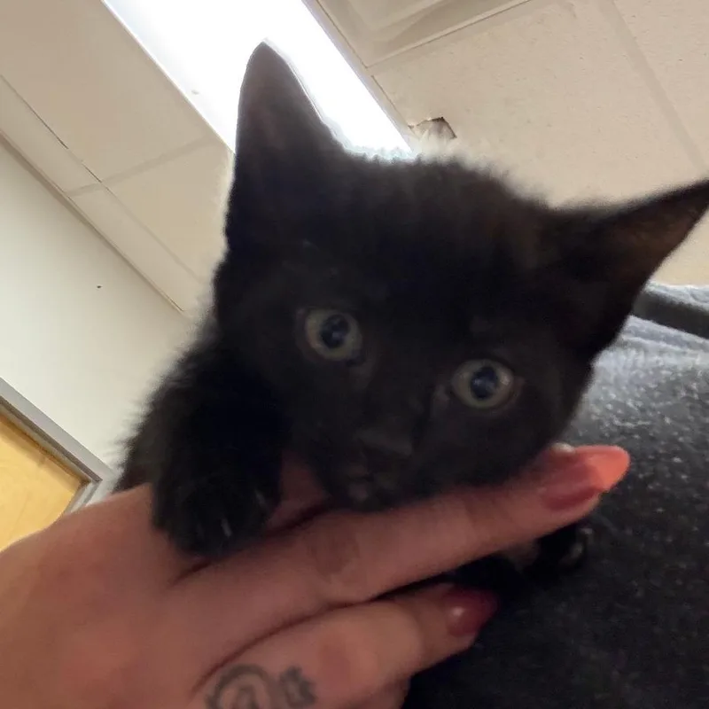A baby small-sized female Black Domestic Medium Hair cat named Buttercup U for adoption in Tupelo, MS