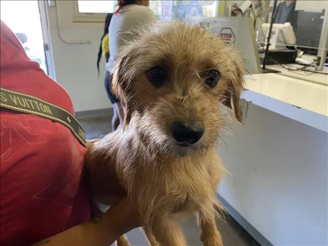 A young small-sized female Terrier dog named Rubi for adoption in Los Angeles, CA
