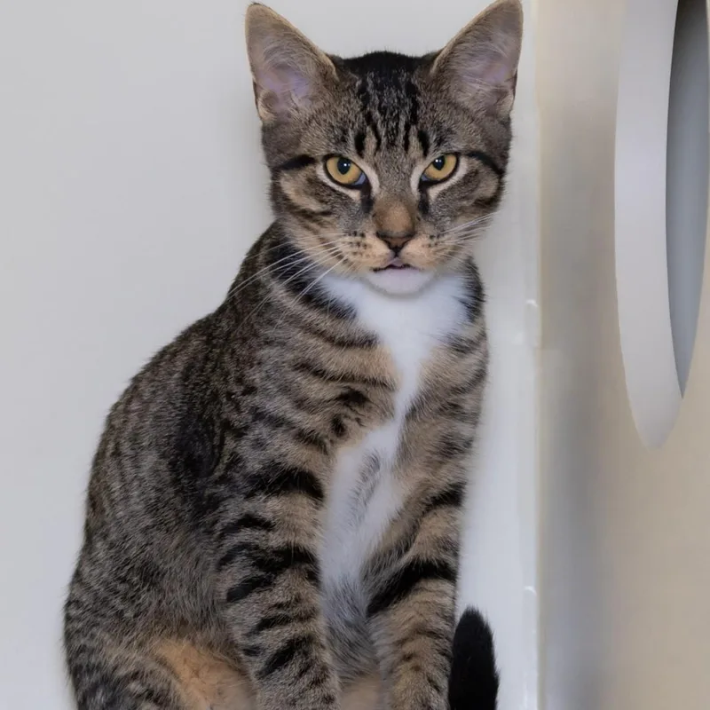 A young medium-sized male Tabby (Brown / Chocolate) Domestic Short Hair cat named Eddy for adoption in Victor, NY