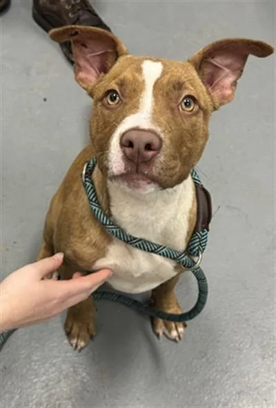 A baby large-sized female Pit Bull Terrier dog named Nana for adoption in Peoria, IL