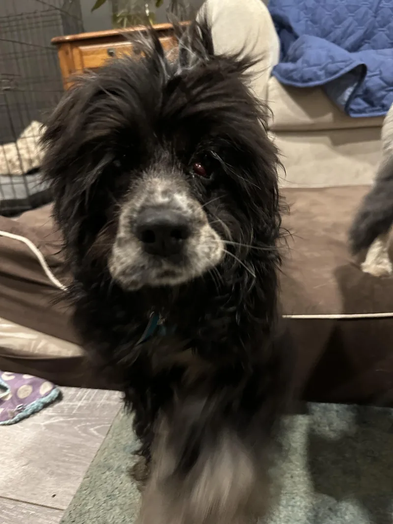 A baby medium-sized male Cocker Spaniel dog named Danny for adoption in Havertown, PA
