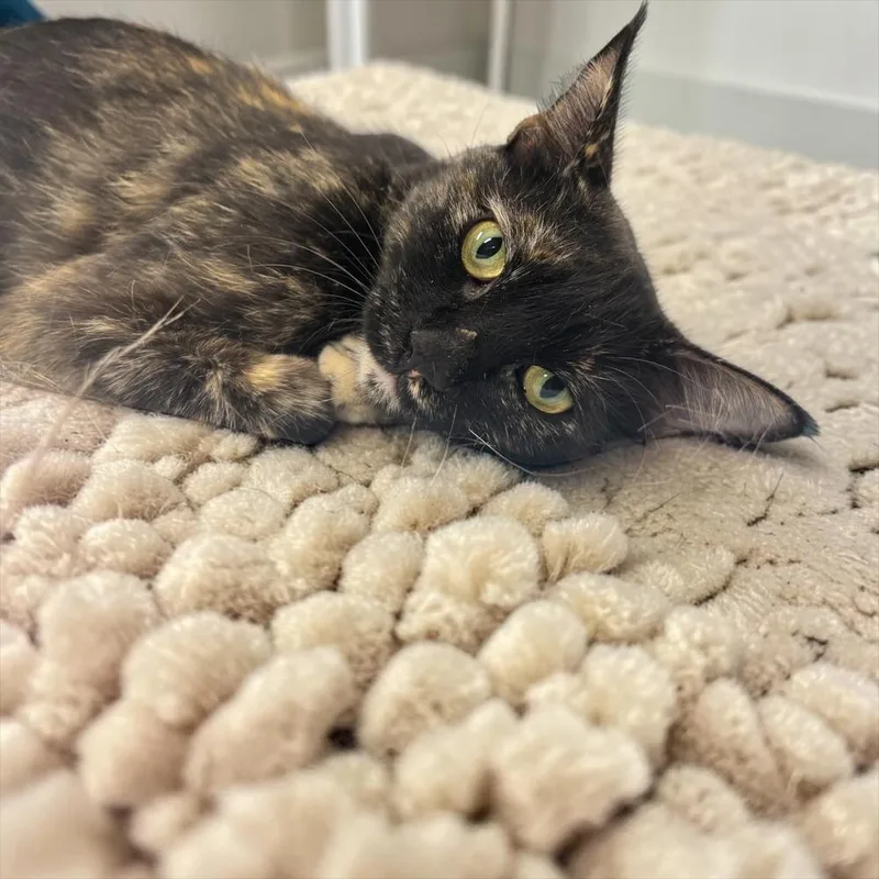 A young medium-sized female Brown / Chocolate Domestic Short Hair cat named Ariana Madix for adoption in Dallas, TX