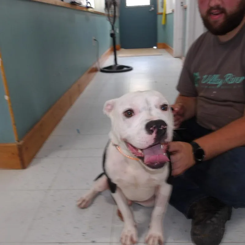 A young medium-sized male English Bulldog dog named Lux for adoption in Marble, NC